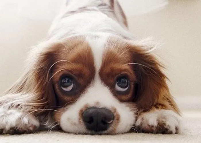 Euromotel Croce Bianca Ξενοδοχείο